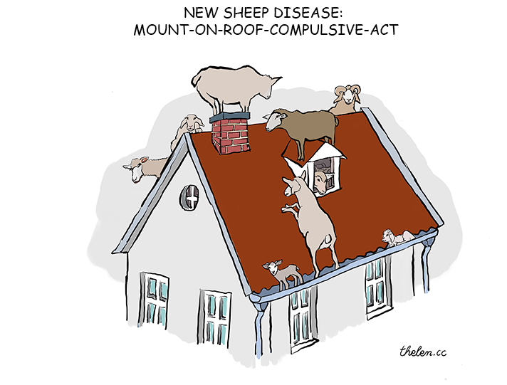 SHEEP DISEASY