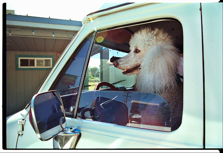 DOG IN CAR
